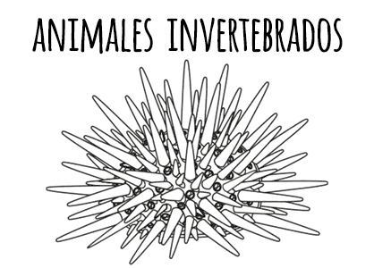 Animales invertebrados