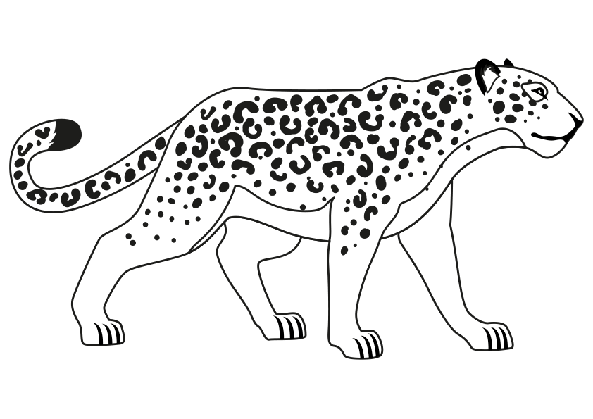 Dibujo de un puma para colorear. A cougar coloring
