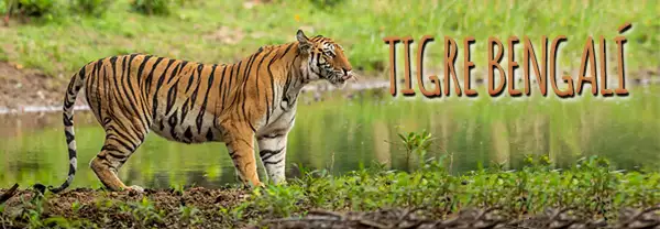 El tigre de bengala